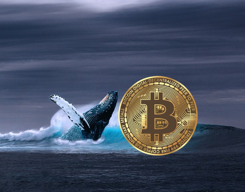 حيتان بيتكوين تستيقط: تحويلات بقيمة 68.5 مليون دولار خلال يومين